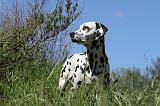 DALMATIEN 060